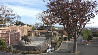 Asian elephant Cat (KAMINE ZOO, Ibaraki, Japan) December 4, 2018
