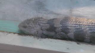 Eastern blue-tongued lizard (Kusatsu Tropical Wonderland, Gunma, Japan) November 11, 2018