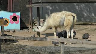 ふれあい広場の ラマ と ホロホロチョウ (王子動物園) 2019年10月27日