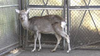 Deer Rumination (Sagamihara Asamizo Park, Kanagawa, Japan) November 30, 2018