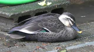 Spot-billed duck (Yokohama Zoological Gardens 