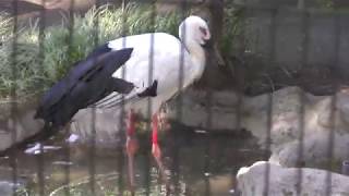 Japanese white stork (Inokashira Park Zoo, Tokyo, Japan) September 9, 2018