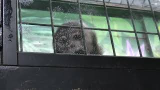 Tufted capuchin (Metchaomoroi Zoo, Shiga, Japan) October 7, 2021
