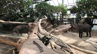 Brazilian tapir (KOBE ANIMAL KINGDOM, Hyogo, Japan) April 23, 2021