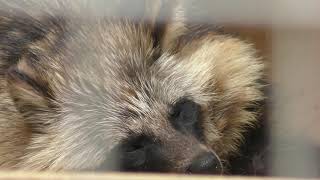 Japanese Raccoon Dog (Himeji city zoo, Hyogo, Japan) June 6, 2019