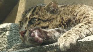Fishing Cat (TOBA AQUARIUM, Mie, Japan) July 17, 2022