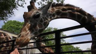Reticulated giraffe Feeding Experience (UTSUNOMIYA ZOO, Tochigi, Japan) April 30, 2018