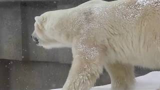 Polar bear (Sapporo Maruyama Zoo, Hokkaido, Japan) February 12, 2018