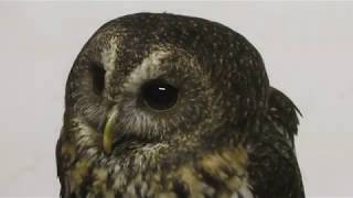 Mottled owl (Fuji Kachoen Garden Park, Shizuoka, Japan) November 25, 2018