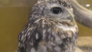 Burrowing Owl (Sagamigawafureai Science Museum Aquarium, Kanagawa, Japan) November 30, 2018