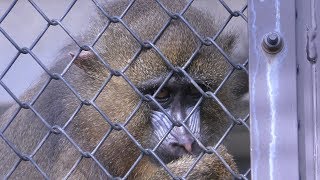 Mandrill (KAMINE ZOO, Ibaraki, Japan) December 4, 2018