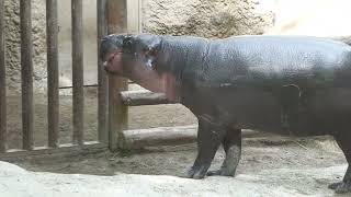Pygmy hippopotamus (KOBE ANIMAL KINGDOM, Hyogo, Japan) October 24, 2021