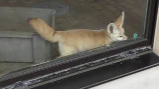Fennec (Kyoto City Zoo, Kyoto, Japan) January 26, 2019