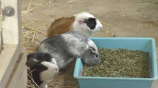 Guinea pig & Rabbit (Asuwayama Amusement Park, Fukui, Japan) November 1, 2019