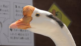 ガチョウ の『がっちゃん』 (神戸市立 王子動物園) 2020年8月4日