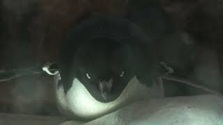 アデリーペンギン (名古屋港水族館) 2021年7月23日