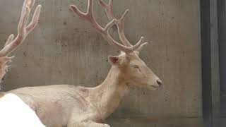 Fallow deer (Kagoshima City Hirakawa Zoological Park, Kagoshima, Japan) July 29, 2018