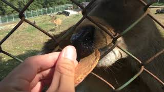 ニホンジカ (石川県森林公園 森林動物園) 2019年8月17日