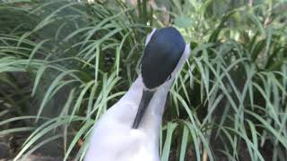 Black-crowned night heron & Pied Avocet (Inokashira Park Zoo, Tokyo, Japan) September 9, 2018