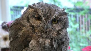 Western Screech Owl (Torinoiru cafe Main shop Yanaka, Tokyo, Japan) December 11, 2018