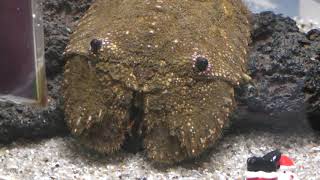 ゾウリエビ (ヨコハマおもしろ水族館) 2017年12月16日