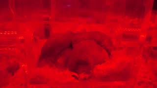 Naked mole rat | The Forest of Spirits (átoa, Hyogo, Japan) October 30, 2021