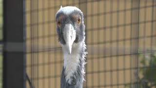 マナヅル (王子動物園) 2019年10月27日