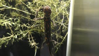 Japanese fire belly newt (Tokyo Sea Life Park, Tokyo, Japan) December 17, 2017