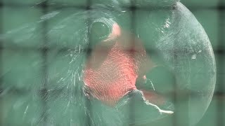 ヤシオウム (東山動植物園) 2021年7月22日