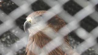 Black Kite (MORIOKA ZOOLOGICAL PARK, Iwate, Japan) April 12, 2019