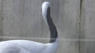 Japanese crane (Akita city Omoriyama zoo, Akita, Japan) April 11, 2019