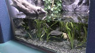 Japanese fire belly newt (Saitama Aquarium, Saitama, Japan) December 9, 2018