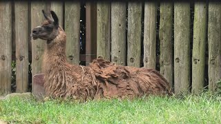 ラマ (東武動物公園) 2020年9月18日