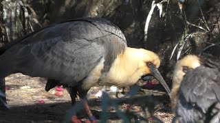 カオグロトキ (多摩動物公園) 2019年1月18日