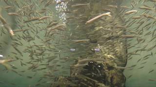 1-5 琵琶湖のコアユ (琵琶湖博物館 水族展示室) 2019年10月30日