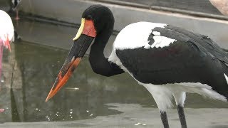 Saddle-billed Stork (Kakegawa Kachouen, Shizuoka, Japan) August 5, 2018