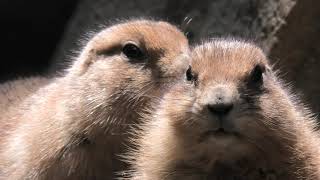 Black-tailed prairie dog (KOBE ANIMAL KINGDOM, Hyogo, Japan) April 23, 2021