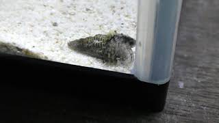 テナガツノヤドカリ と ユビナガホンヤドカリ (エビとカニの水族館) 2018年12月26日