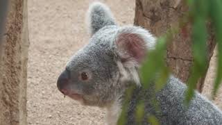 Koala (Oji Zoo, Hyogo, Japan) October 14, 2021