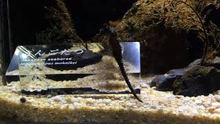 サンゴタツ (京都水族館) 2017年11月5日