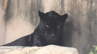 ジャガー の『アトス』 (神戸市立 王子動物園) 2020年8月4日