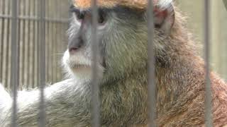 Hussar monkey (Kagoshima City Hirakawa Zoological Park, Kagoshima, Japan) July 29, 2018