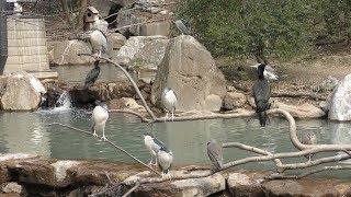 鳥の楽園 (天王寺動物園) 2019年3月31日