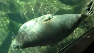 バイカルアザラシ (箱根園水族館) 2018年10月28日