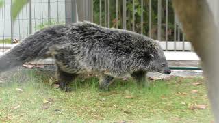 ビントロング の『ひなた』 (周南市徳山動物園) 2018年5月19日