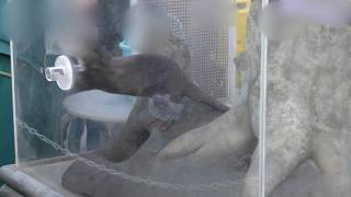 Asian short-clawed otter time (YokohamaHakkeijima Seaparadise, Kanagawa, Japan) January 7, 2018