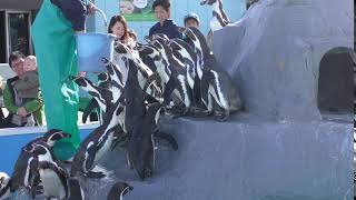 フンボルトペンギン (南知多ビーチランド) 2017年11月19日