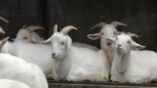Goat (KAMINE ZOO, Ibaraki, Japan) December 4, 2018
