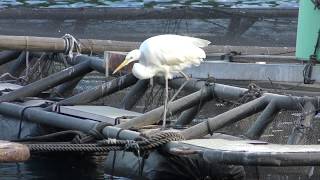 ダイサギ (静岡県沼津市・淡島) 2018年11月23日