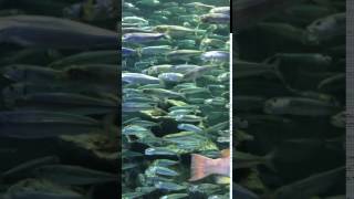 ぐるぐる廻る魚たち（サンシャイン水族館） 2017年07月13日